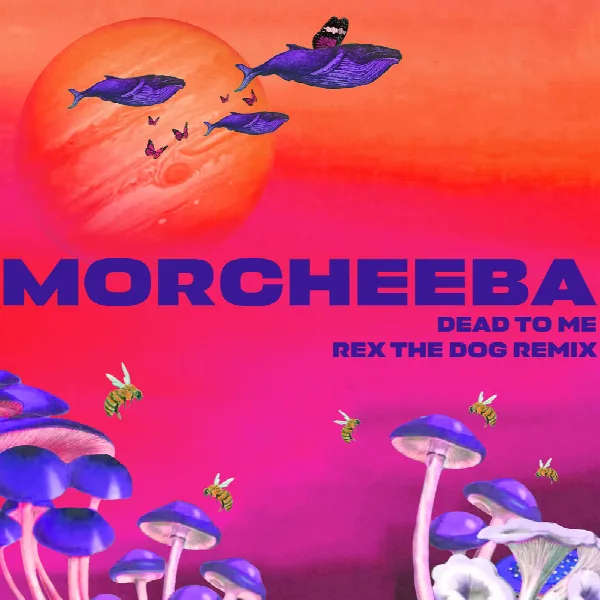 Pochette de Dead to Me (Rex The Dog Remix)