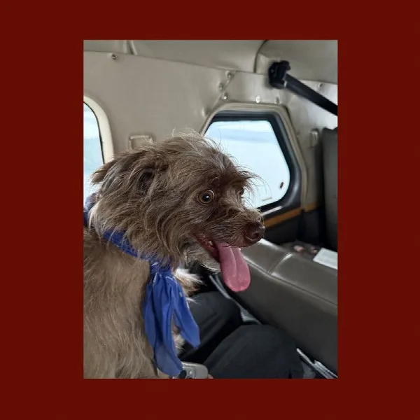 Pochette de Seaplane Dog