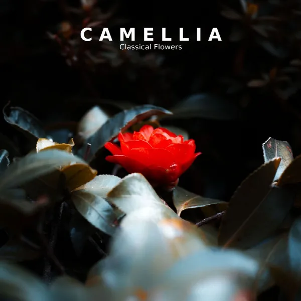 Pochette de "Camellia": Classical Flowers