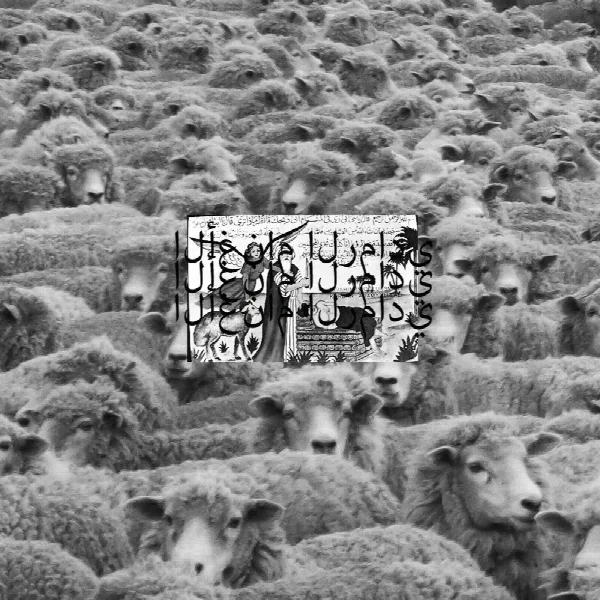 Pochette de Grey Sheep II