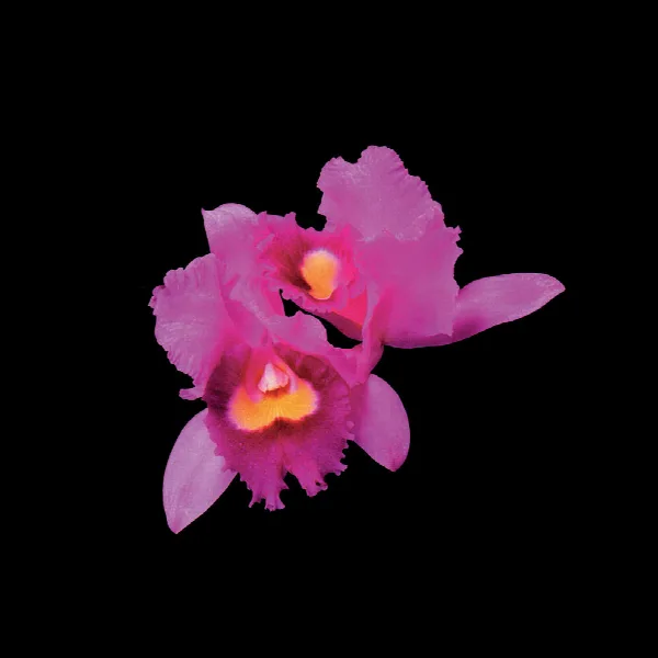 Pochette de Orchid (2023 Abbey Road Remaster)