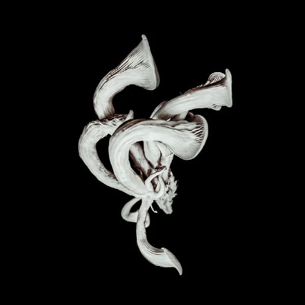 Pochette de Beneath the Eyrie (Deluxe)